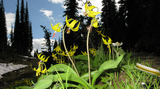 Close-up colour photograph of yellow slide lilies growing in mountain terrain in summer.