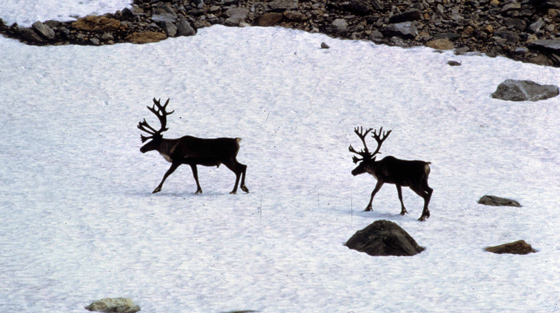 Photographie en couleur de deux caribous qui traversent un amas de neige laissé derrière par des avalanches hivernales.