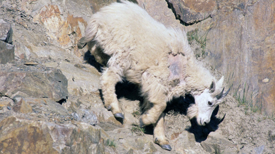 Colour close-up photograph of mountain goat on rocky cliff.